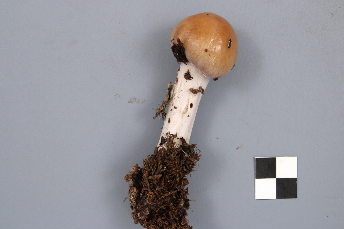 Cortinarius stillatitius image